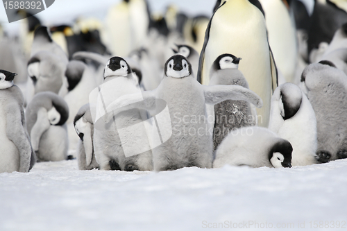 Image of Emperor penguins (Aptenodytes forsteri)