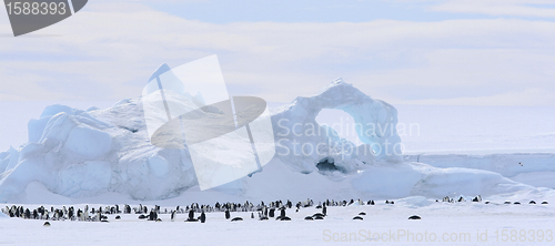 Image of Emperor penguins (Aptenodytes forsteri)