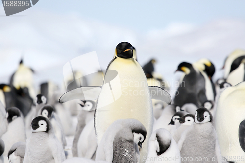 Image of Emperor penguins (Aptenodytes forsteri)