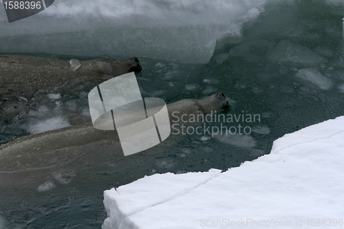 Image of Weddell seal (Leptonychotes weddellii)