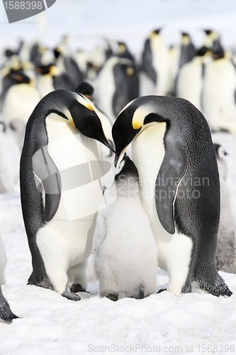 Image of Emperor penguins (Aptenodytes forsteri)