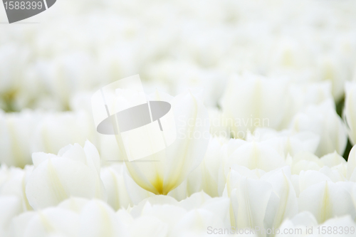 Image of Tulips
