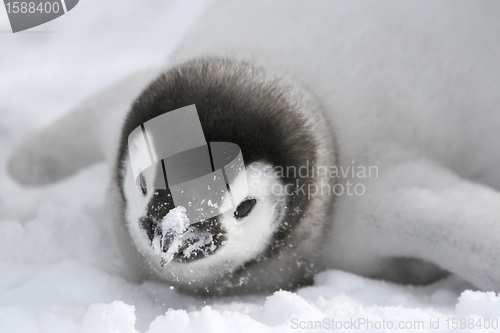 Image of Emperor penguin (Aptenodytes forsteri)