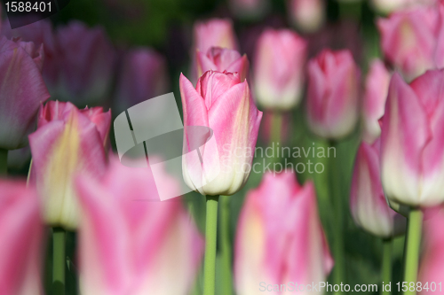 Image of Tulips