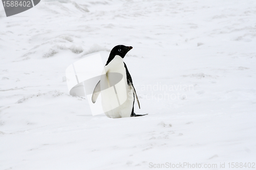 Image of Adelie penguin (Pygoscelis adeliae)