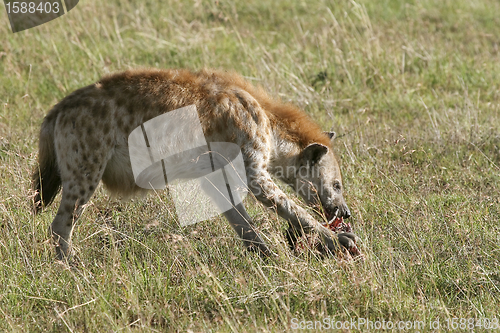 Image of Spotted hyena (Crocuta crocuta)