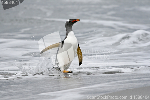 Image of Gentoo penguin (Pygoscelis papua)