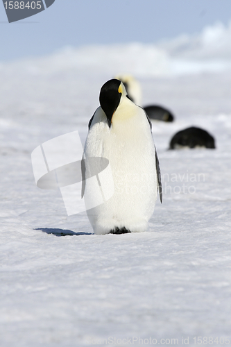 Image of Emperor penguin (Aptenodytes forsteri)