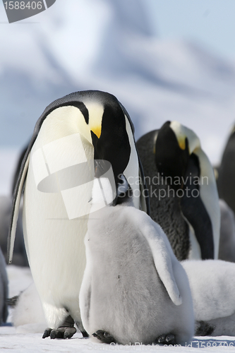 Image of Emperor penguins (Aptenodytes forsteri)