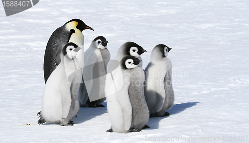 Image of Emperor penguins (Aptenodytes forsteri)