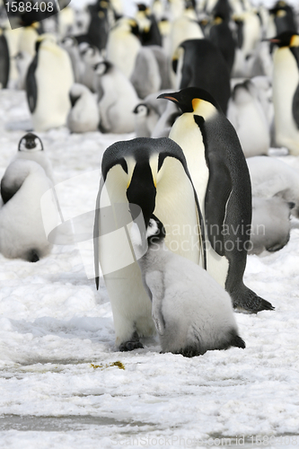 Image of Emperor penguins (Aptenodytes forsteri)