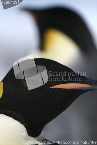 Image of Emperor penguin (Aptenodytes forsteri)