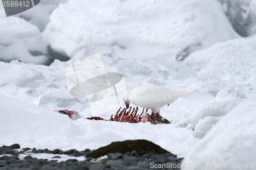 Image of Snowy sheathbill (Chionis albus)