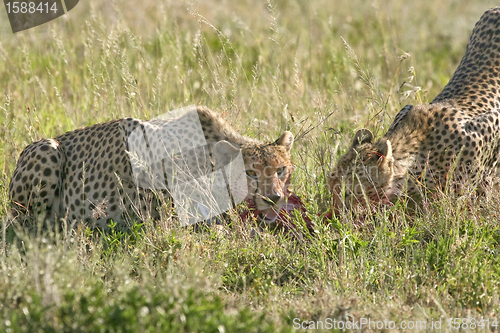 Image of Cheetah (Acinonyx jubatus)