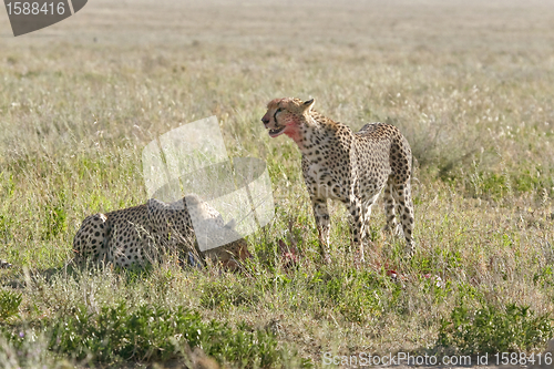 Image of Cheetah (Acinonyx jubatus)