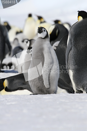 Image of Emperor penguin (Aptenodytes forsteri)