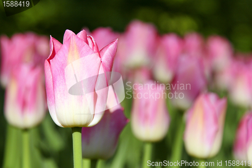 Image of Tulips