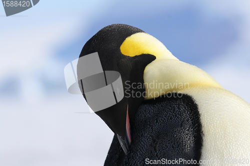 Image of Emperor penguin (Aptenodytes forsteri)