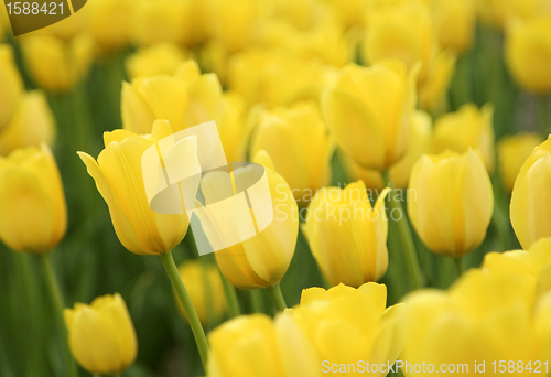 Image of Tulips