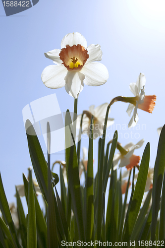 Image of Daffodils in the flower districs of Holland