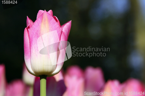 Image of Tulips