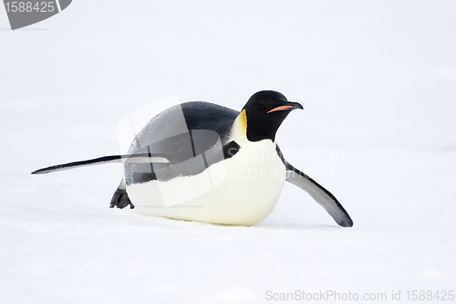 Image of Emperor penguin (Aptenodytes forsteri)