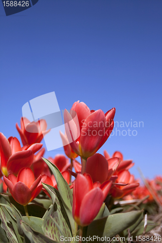 Image of Tulips