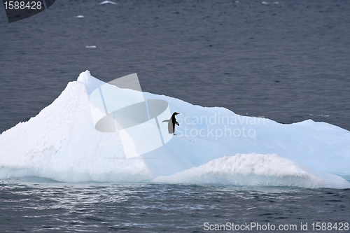 Image of Adelie penguin (Pygoscelis adeliae)