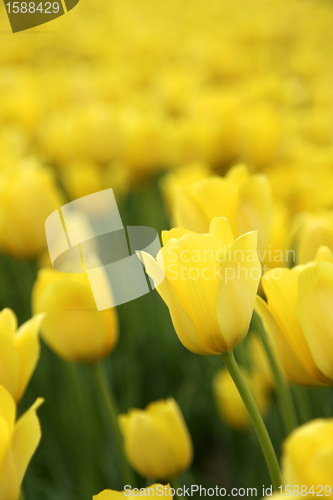 Image of Tulips