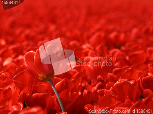 Image of Tulips