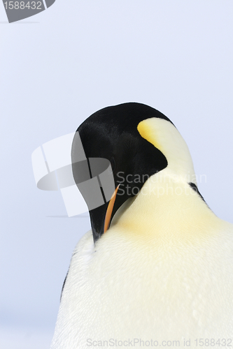 Image of Emperor penguin (Aptenodytes forsteri)