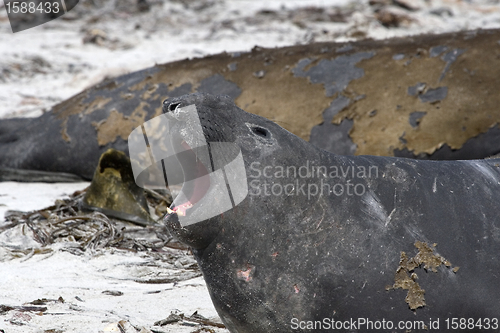 Image of Southern elephant seal (Mirounga leonina)