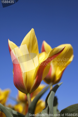 Image of Tulips