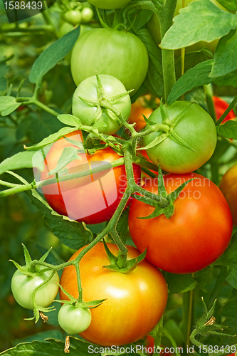 Image of Red and green tomatoes in greenhouse