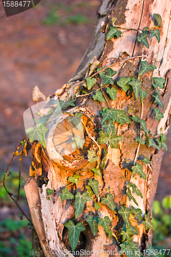 Image of Hedera in spring