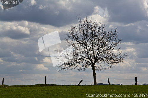 Image of Lonely tree