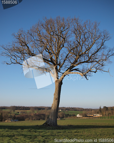 Image of Solitary oak in winter.