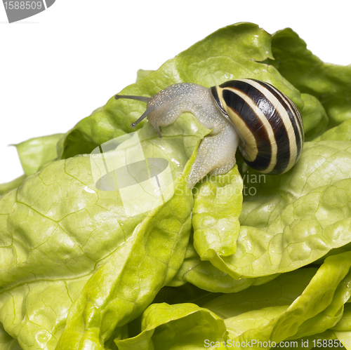 Image of striped Grove snail and lettuce leaves
