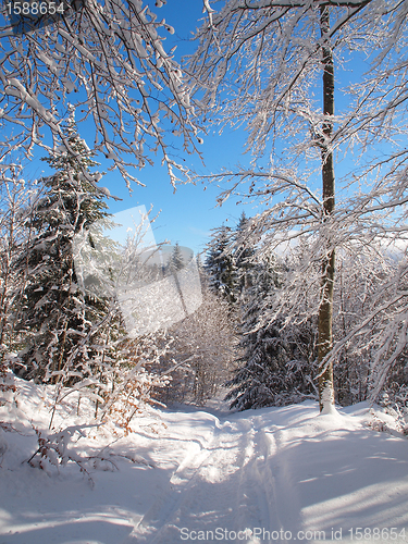 Image of Forest in winter