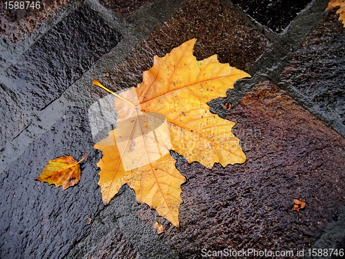 Image of fall bright wet leaf