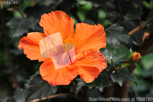 Image of hibiscus