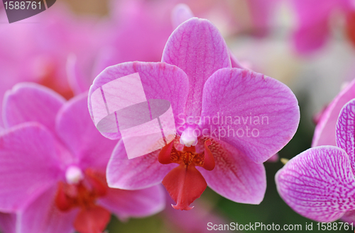 Image of phalaenopsis