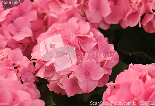 Image of pink  Hydrangea (Hortensia)
