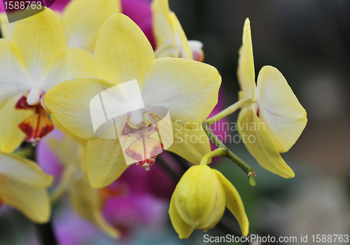 Image of phalaenopsis