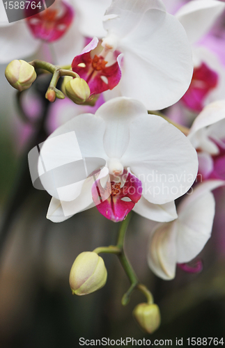Image of phalaenopsis