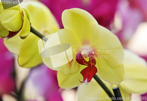 Image of phalaenopsis
