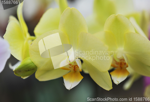 Image of phalaenopsis