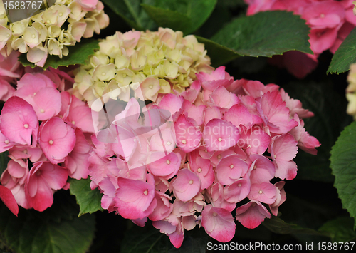 Image of pink  Hydrangea (Hortensia)