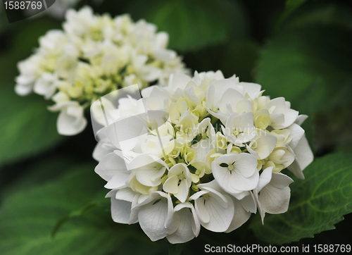 Image of white  Hydrangea (Hortensia)