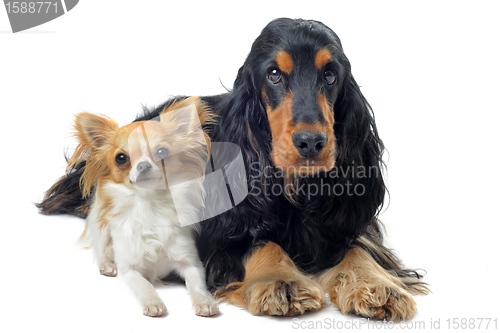 Image of english cocker and chihuahua